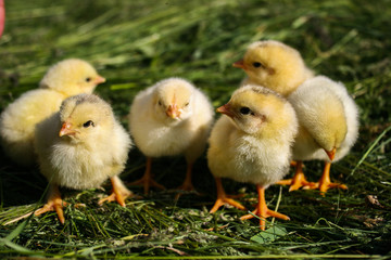 Little chickens on the grass. Yellow chickens on a lawn on a farm.
