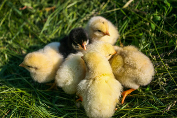 Little chickens on the grass. Yellow chickens on a lawn on a farm.