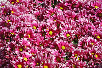 Pink chrysanthemums flowers blooming in garden background