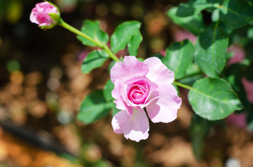 Pink rose in outdoor garden