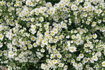 White Daisy Flower blooming in garden background © Amphawan