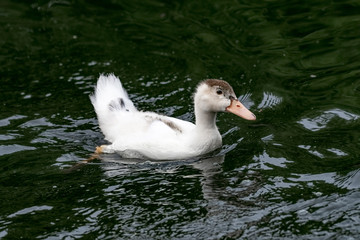 Portrait of Ancona Duck swimming in its natural habitat