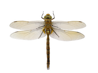 dragonfly isolated on white