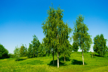 Green spring field. grass field