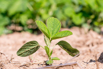 Young green genetically modified soybean in the field or GMO soybean, Glycine max. Closeup macro.