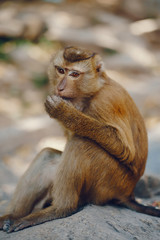 wild monkey in Phuket Thailand