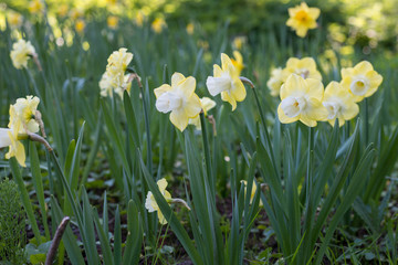 Flowers of daffodils blossom in the spring
