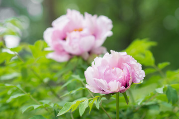 Flower Paeonia suffruticosa pink blooms in the garden in spring