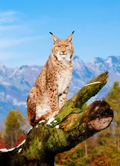 Fotobehang Lynx, Euraziatische wilde kat © EwaStudio