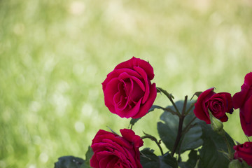 Beautiful blooming rose on a green background blur. Soft selective focus. Closeup Image.