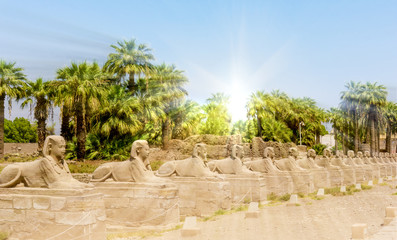 sphinxes forming part of Luxor temple in Egypt