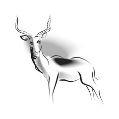 Vector sketch of antelope