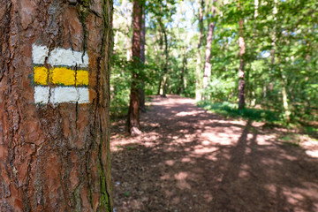Hiking trail with a mark on tree in a forest.