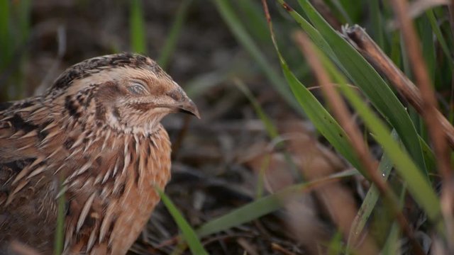 Wild Quail - Still