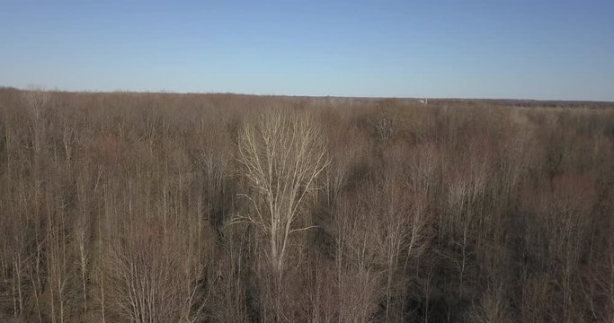 Forest in spring with no leaves -focusing on single white tree - aerial tracking shot