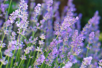 Purple Violet Lavender Flowers in Bloom Field closeup background. Selective focus used.