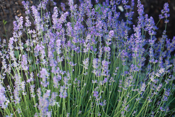 Fototapeta premium Purple Violet Lavender Flowers in Bloom Field closeup background. Selective focus used.