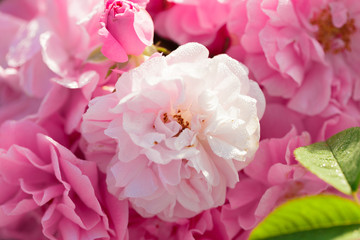 pink rose bush closeup on field background