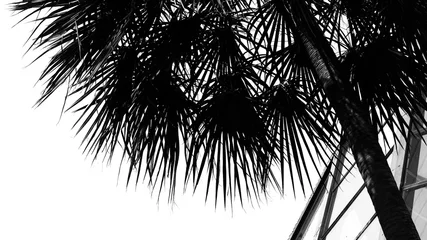 Light filtering roller blinds Palm tree silhouette of a palm tree