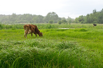 A cow grazing on a luscious green meadow in the rain