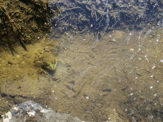 Black-spotted green frog with yellow eyes camouflaged in the mud in a puddle on a riverbank