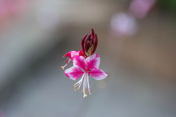 Fiore rosa che sembra volare in uno sfondo neutro