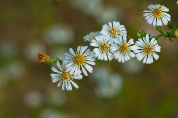 Settembrini piccoli fiori simili a margherite in uno sfondo sfuocato