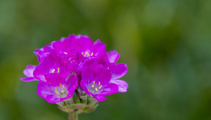 Close up Sea thrift is also called Armeria maritima