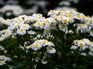 Beautiful summer  flowers in the garden.Tanacetum parthenium.