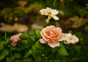 Rose flower at botanic garden
