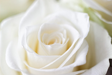 Macro White Rose 6