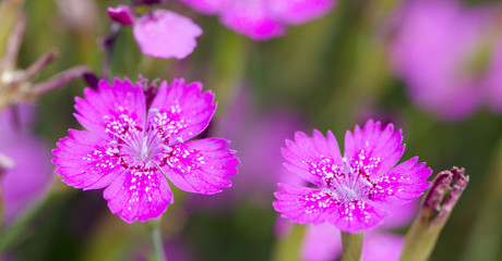 Carnations are beautiful flowers for your garden close up