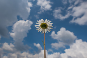 Daisy flower under the blue sky with clouds