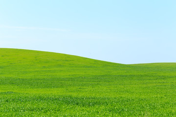 Naklejka premium beautiful Green field