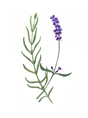 Fototapeta na wymiar Lavender flower, watercolor hand drawn lavender botanical illustration, can be used as print, label, element design, textile, fabric, invitation, tattoo, stickers, greeting card.