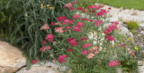 Achillea glaberrima red perennial plant used in landscape design © CreativeSuburb