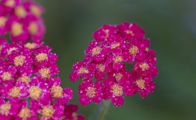 Achillea glaberrima red perennial plant used in landscape design