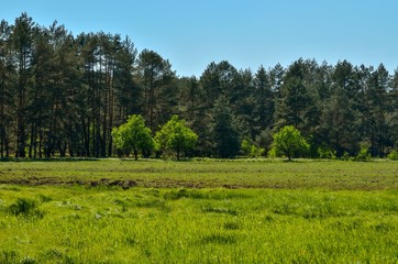 Obraz premium Spring sunny landscape. Green meadow in a beautiful forest.