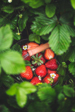Panier de Fraises dans un champ de Fraise