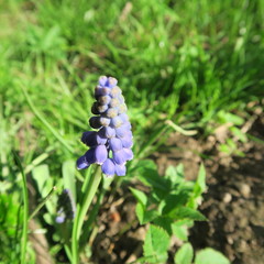 Muscari, blue grape hyacinth small flower blooms in spring