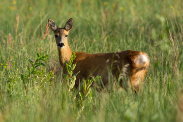 Roe deer on a grass field in Sweden