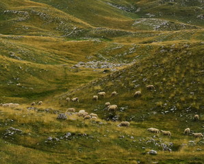 Fototapeta na wymiar Sheep on a pasture on an alpine rocky meadow