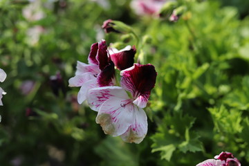 Fiore