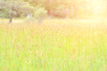 A colorful grass flower and light in the morning.