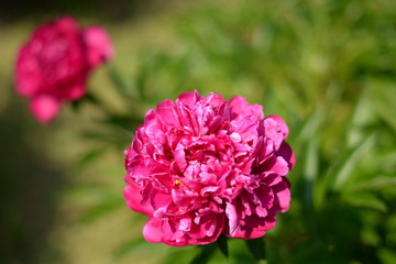 flower nature nature garden цветы