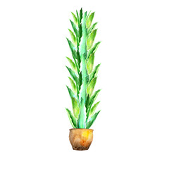 Aloe watercolour illustration
