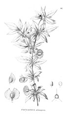 Illustration of plant