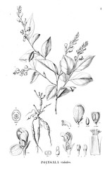 Illustration of plant