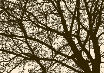 Silhouette of a flowering tree in spring