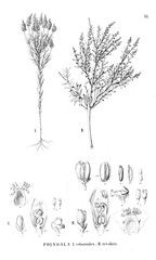 Fototapeta premium Illustration of plant